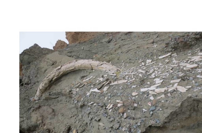 Σπάνιο εύρημα στην Κοζάνη: Εντόπισαν προϊστορικό χαυλιόδοντα μήκους δύο μέτρων! (pics)