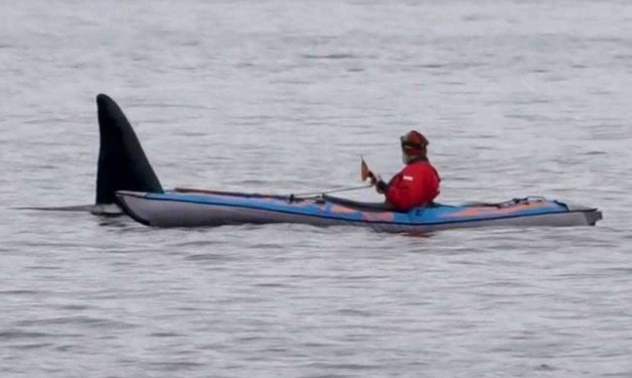 Εικόνες ΣΟΚ: Κωπηλάτης έρχεται αντιμέτωπος με μια φάλαινα - δολοφόνο (vid)