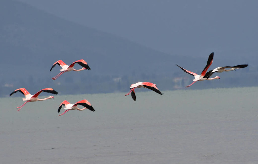 Φλαμίνγκο και αργυροτσικνιάδες: Τελευταία στάση για τα αποδημητικά πουλιά στο Ναύπλιο (pics)