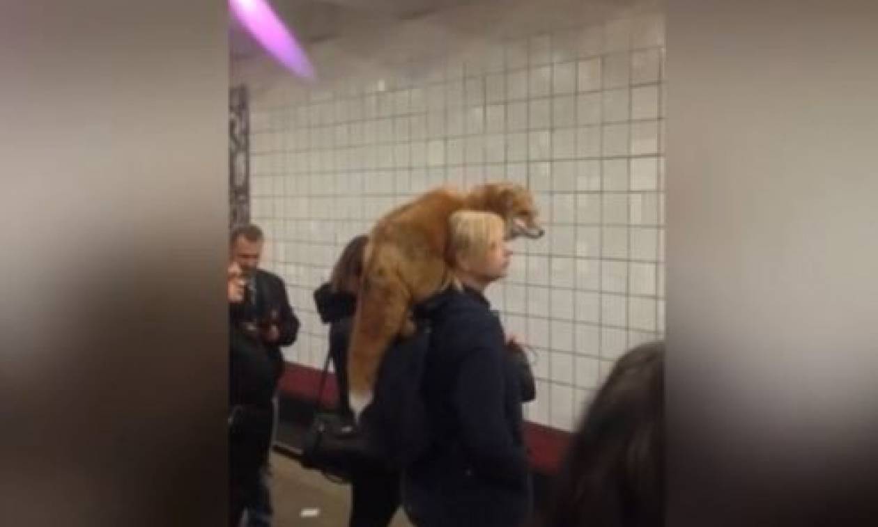 Απίστευτο! Μπήκε στο μετρό με την... αλεπού της