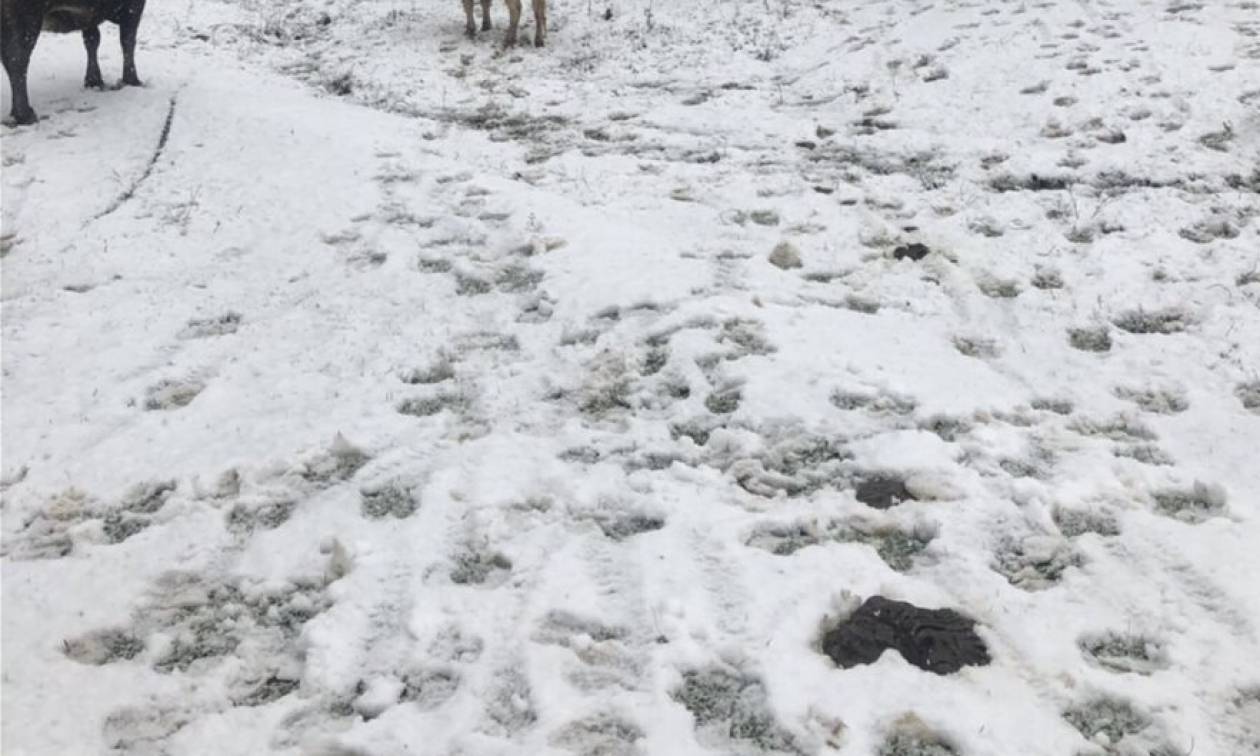Τρίκαλα: Βοσκοί έζησαν τον απόλυτο εφιάλτη μέσα σε σφοδρή χιονοθύελλα