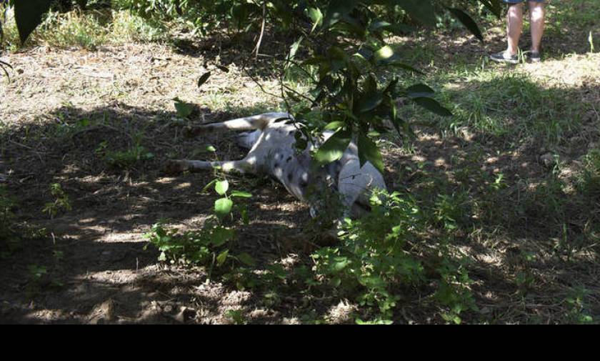 Κτηνωδία στην Κρήτη: Κρέμασαν σκύλο σε γέφυρα (pic)