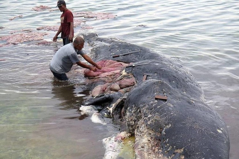 Οργή: Δεν θα πιστεύεται τι έβγαλαν από το στομάχι νεκρής φάλαινας (vid)