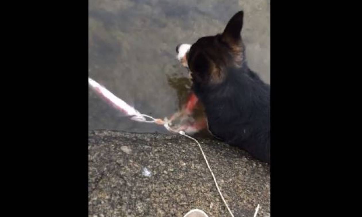Απίστευτος καυγάς σκύλου με… ψάρι (vid)
