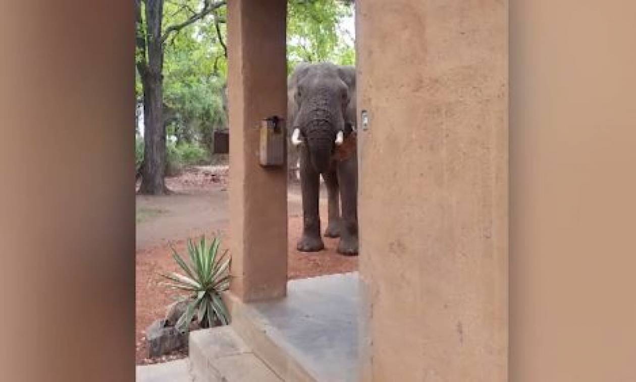 Ένας ελέφαντας κλέβει το… χαλάκι ξενοδοχείου! (vid)
