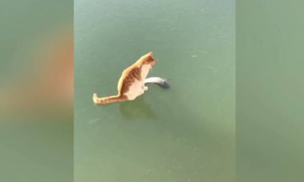 Επικό βίντεο! Γάτα προσπαθεί να πιάσει ένα ψάρι σε… παγωμένη λίμνη (vid)