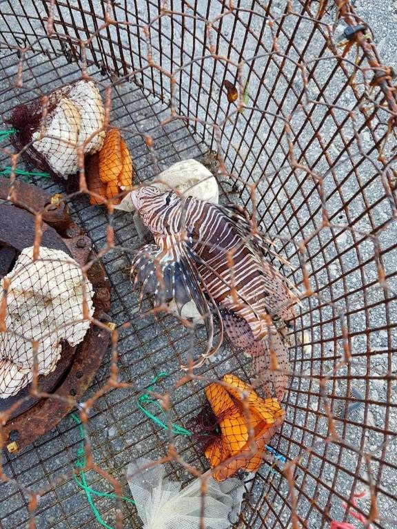 Ρόδος: Τα δίχτυα του ψαρά έκρυβαν… δηλητήριο! Η κίνηση που του έσωσε τη ζωή (vid+pics)