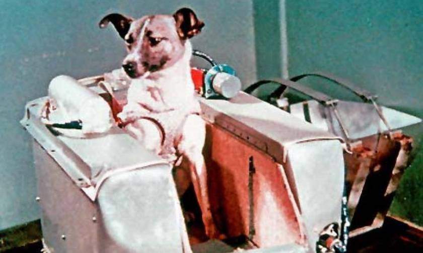 Η τραγική αλήθεια που έκρυψαν για τη Λάικα: Το πρώτο σκυλί στο διάστημα