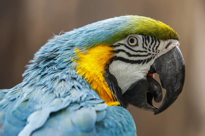 Το εντυπωσιακό πάρκο πτηνών στην Αφρική