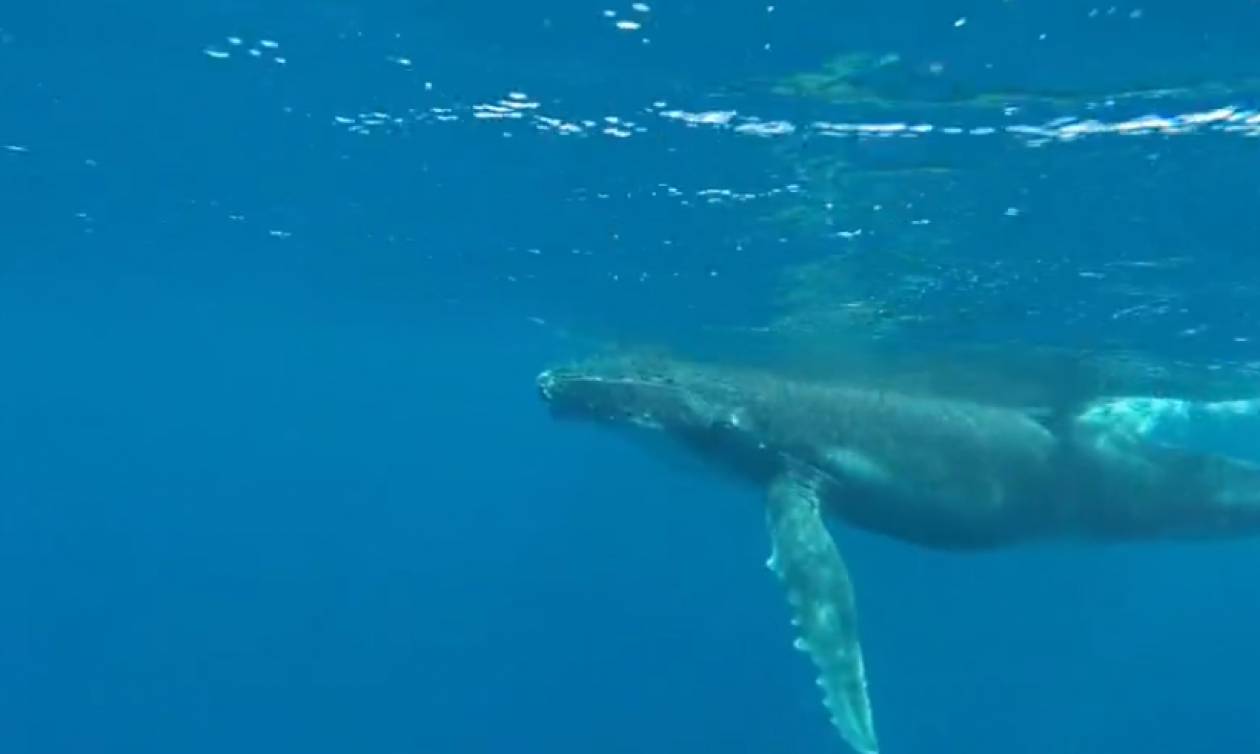 Απίστευτη στιγμή που φάλαινα κολυμπά με το μωρό της (vid)