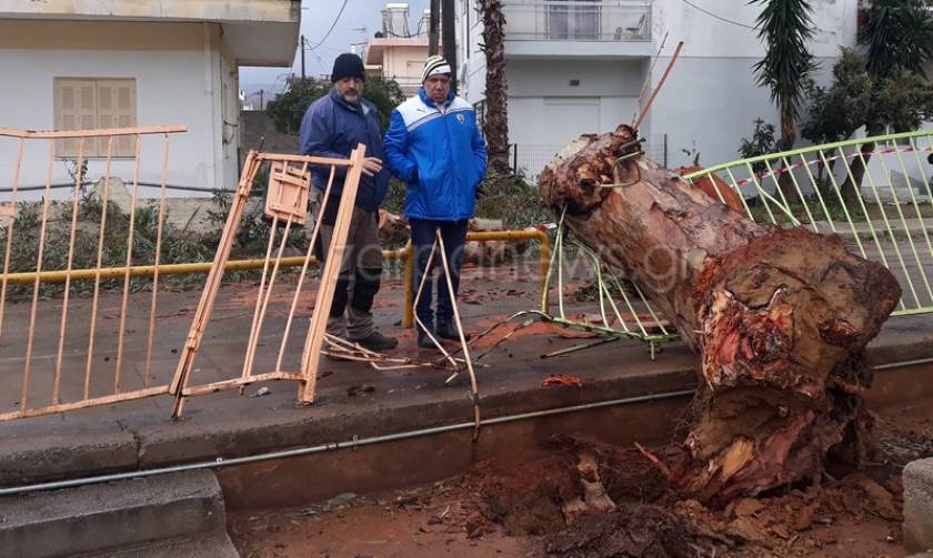 Καιρός: Τεράστιο δένδρο έπεσε έξω από δημοτικό σχολείο στα Χανιά (pics)