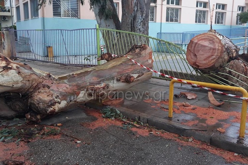 Καιρός: Τεράστιο δένδρο έπεσε στα κάγκελα δημοτικού σχολείου στα Χανιά (pics)
