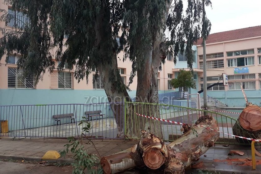 Καιρός: Τεράστιο δένδρο έπεσε στα κάγκελα δημοτικού σχολείου στα Χανιά (pics)