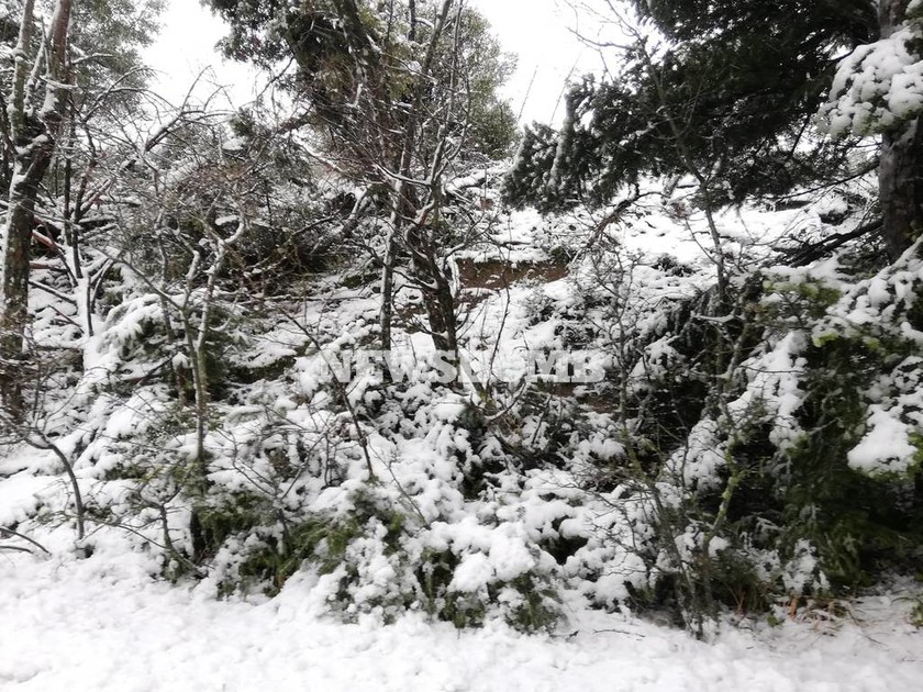 Απίστευτες εικόνες: Στα λευκά η Πάρνηθα -  Ξεπερνά τα 10 εκατοστά το χιόνι (pics+vid)