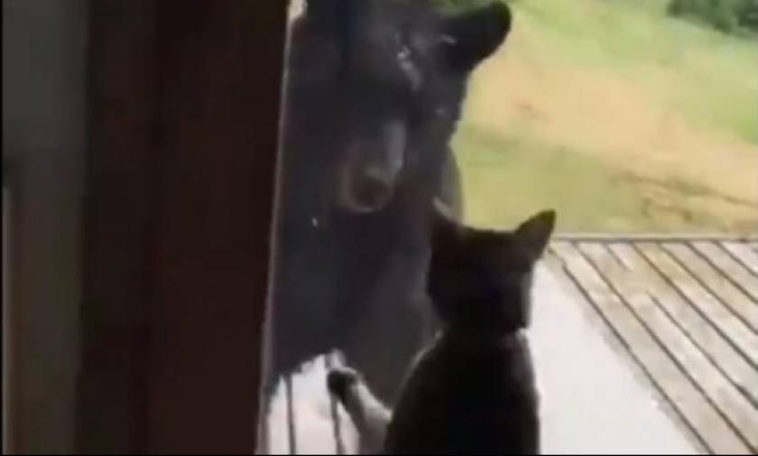 Ατρόμητη γατούλα τα βάζει με γιγάντια αρκούδα για να προστατεύσει την οικογένειά της