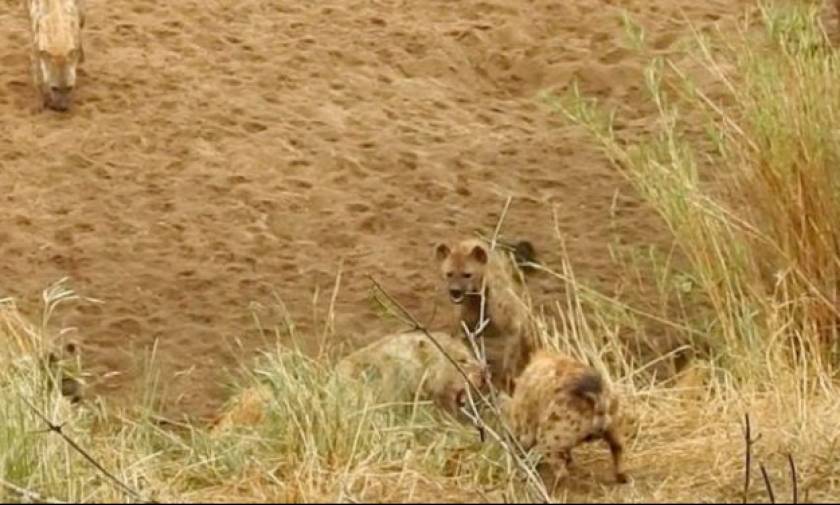 Η συγκλονιστική μάχη ενός λιονταριού ενάντια σε ένα πεινασμένο κοπάδι ύαινες (vid)