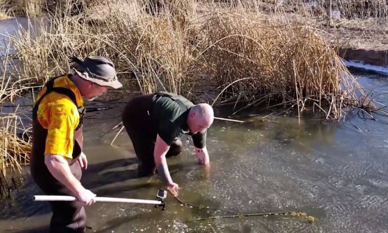 Απίστευτη διάσωση αλιγάτορα που εγκλωβίστηκε στον πάγο (vid)