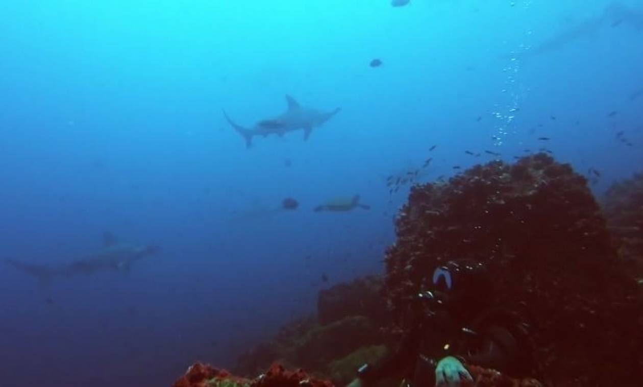 Περικυκλώθηκαν από καρχαρίες: Τι έκαναν για να γλιτώσουν (vid)