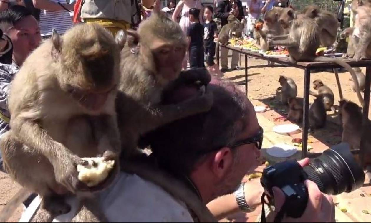 Ξεκαρδιστικό! Μαϊμούδες «επιτίθενται» στο κεφάλι φωτογράφου (vid)