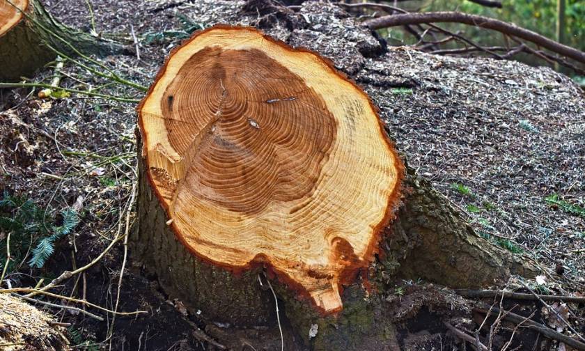 Τραγωδία στην Άρτα: Τον σκότωσε το δέντρο που έκοβε