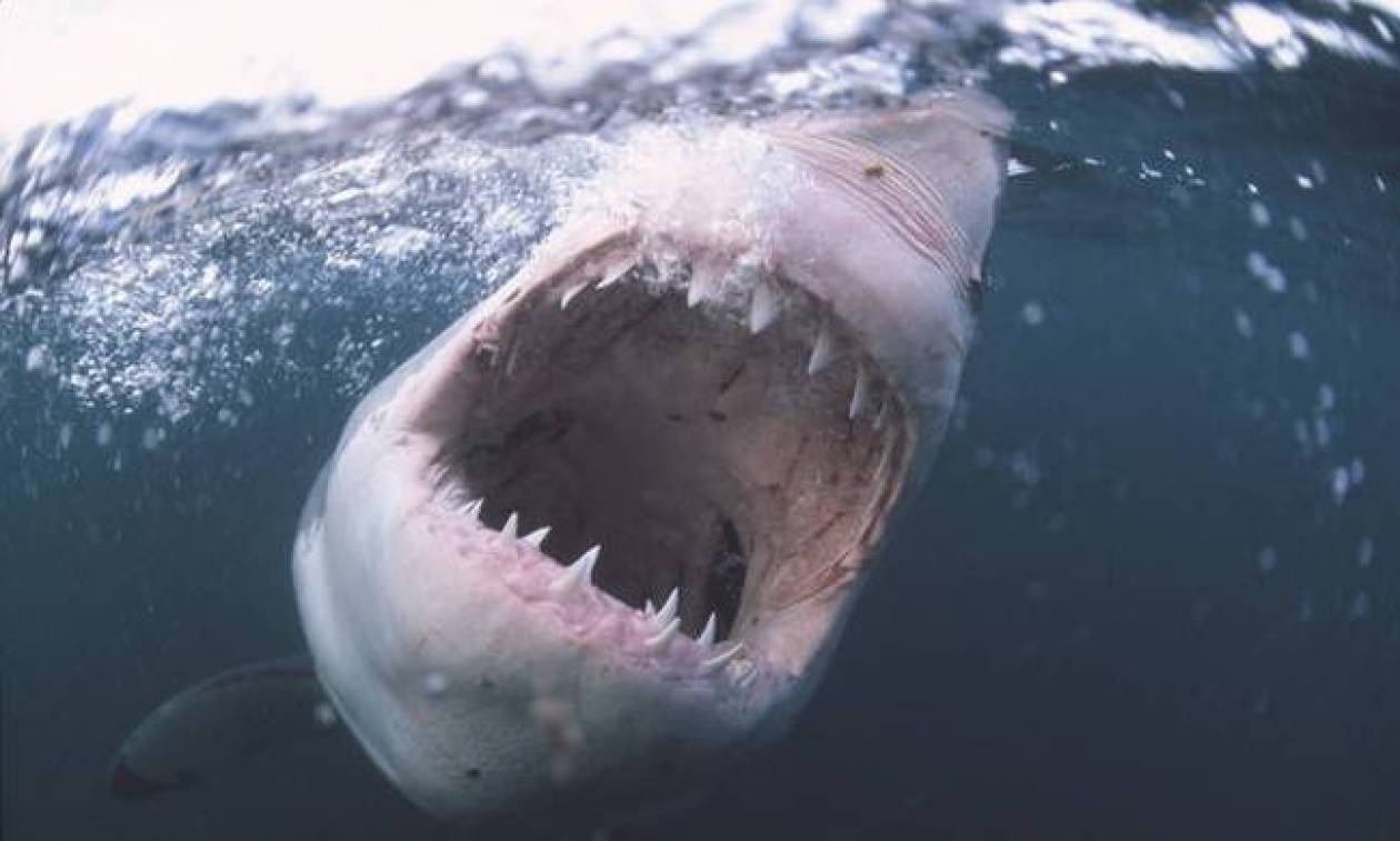 Τρόμος κάτω από το νερό: Καρχαρίας επιτέθηκε και τραυμάτισε σοβαρά 36χρονο σέρφερ