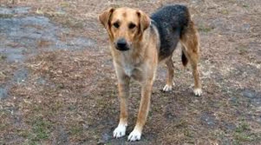 Γιάννενα: Καταδικάστηκαν οι στρατιώτες που πέταξαν σκύλο σε γκρεμό