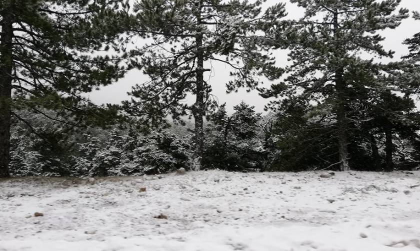 Ντύθηκε στα «λευκά» η Πάρνηθα - Συνεχίζεται η χιονόπτωση (vid& pics)