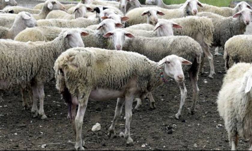 Λασίθι: Φόρτωσαν τα πρόβατα σε φορτηγό και εξαφανίστηκαν