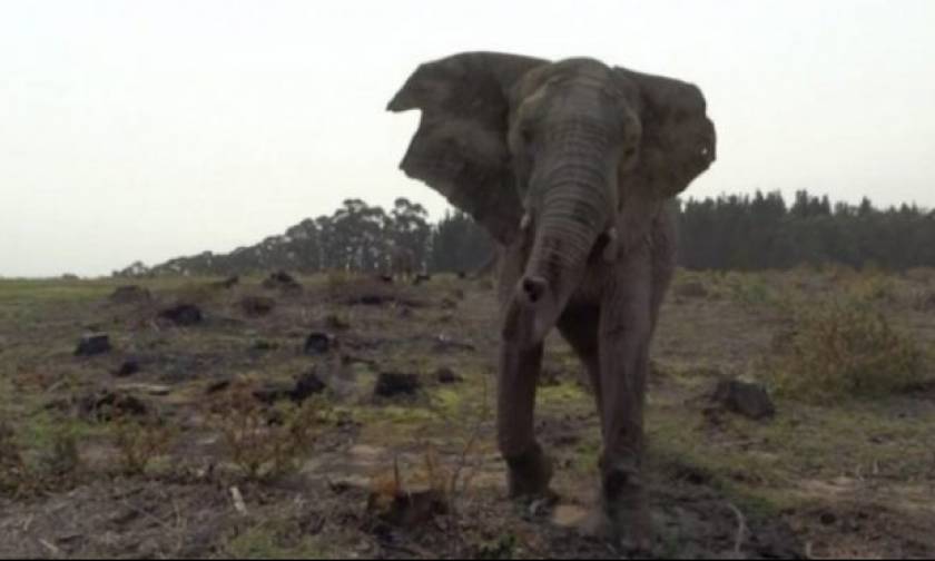 Αφιονισμένος ελέφαντας ορμάει ενάντια σε τζιπάκι με τουρίστες (vid)