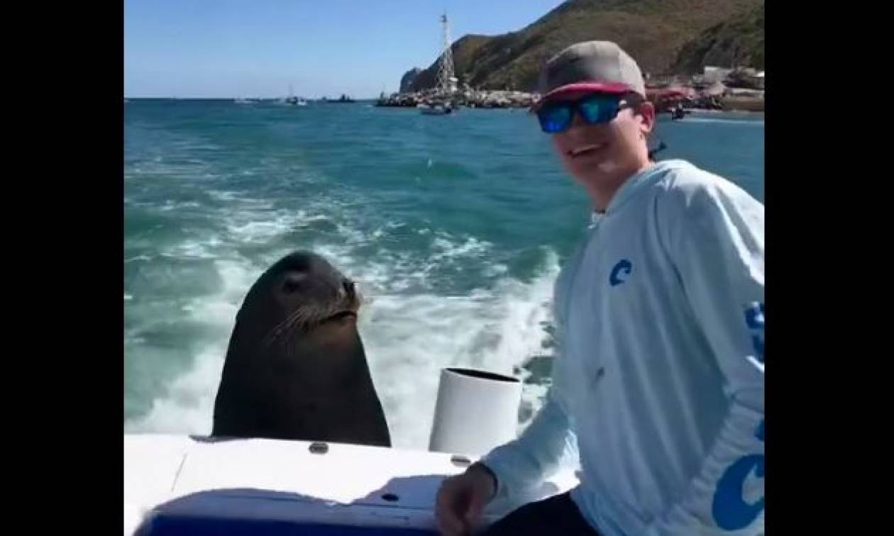 Τι κάνει ένας θαλάσσιος λέοντας όταν δεν θέλει selfie; (vid)