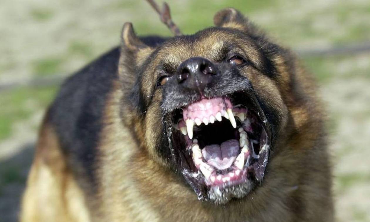 Επιθέσεις σκύλων: Πότε επιτέλους θα διαμορφωθεί ένα σοβαρό νομικό πλαίσιο;