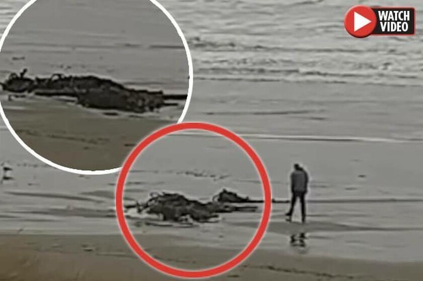 Συναγερμός: Ένα μυστήριο γιγαντιαίο πλάσμα ξεβράστηκε στην ακτή (pic&vid)