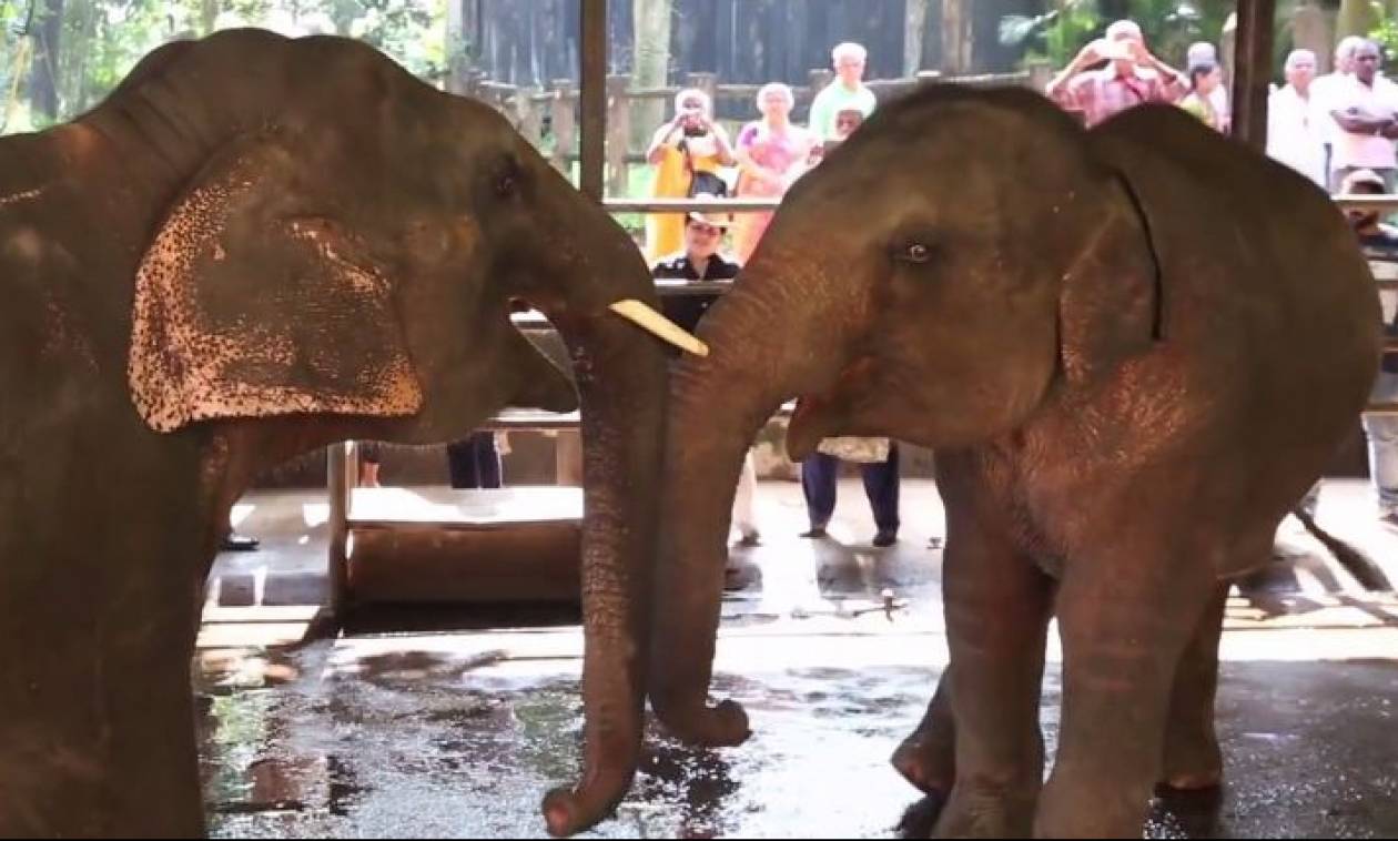 Αξιαγάπητα μωρά ελέφαντες παλεύουν μεταξύ τους (vid)