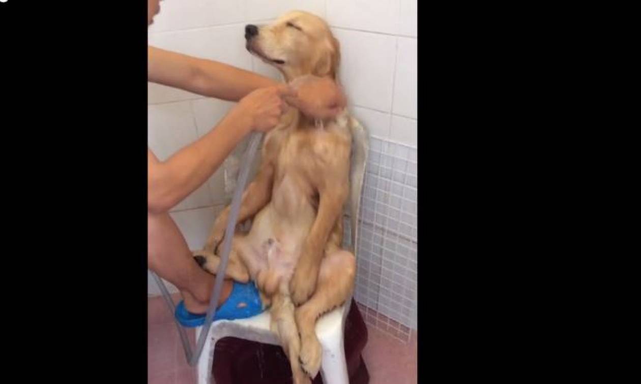 Ο σκύλος που λατρεύει το μπάνιο όσο δεν φαντάζεστε! (vid)