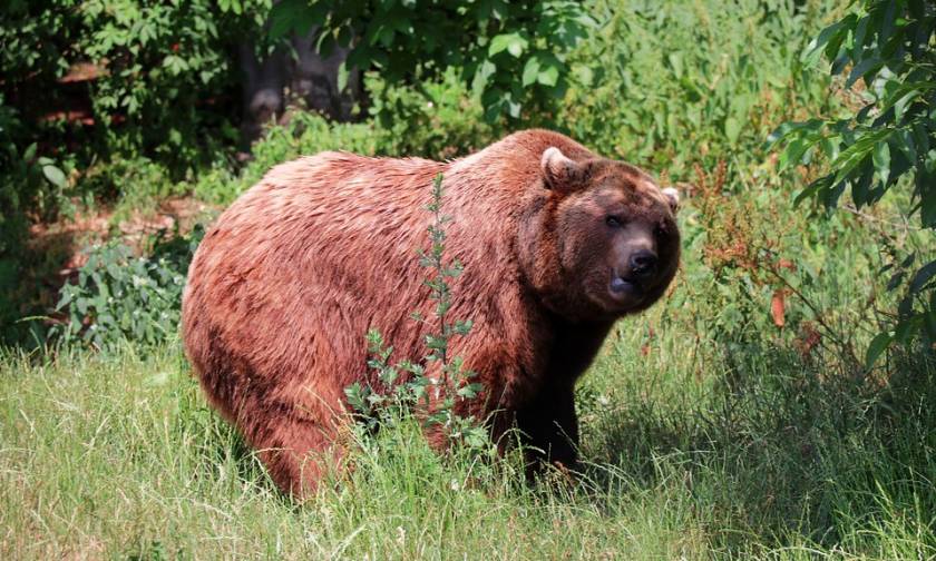 ΣΟΚ: Αρκούδα κατασπάραξε κυνηγό που τη μεγάλωνε ως... κατοικίδιο