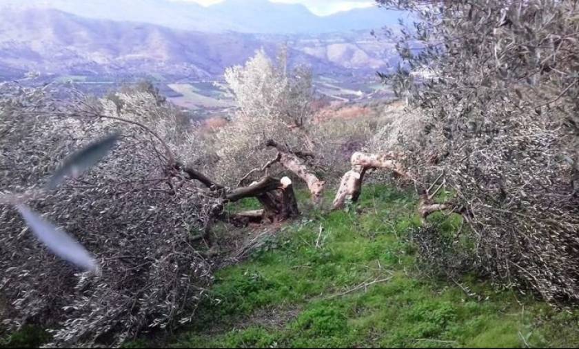 Κρήτη: Σε απόγνωση αγρότης που του έκοψαν 100 ρίζες ελιές