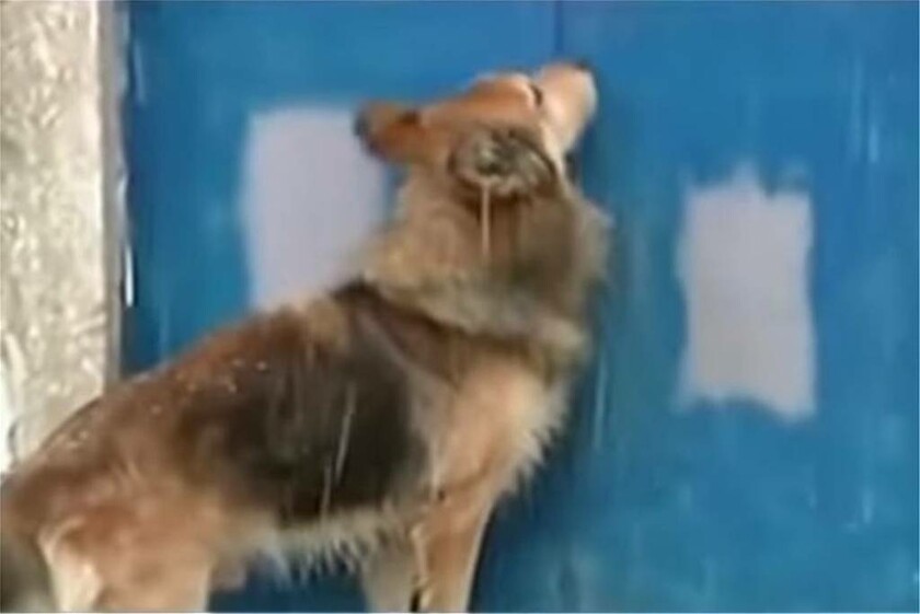 Κέρκυρα: Ο σκύλος της Αγγελικής κλαίει πάνω από το σημείο που την έθαψε ο πατέρας της (pics)