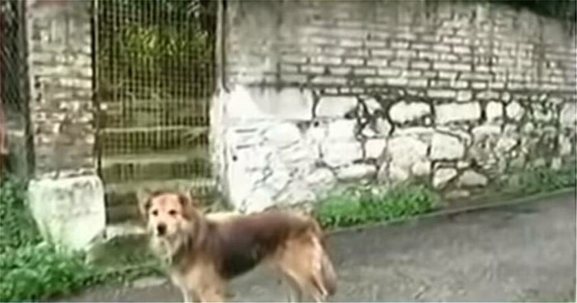 Κέρκυρα: Ο σκύλος της Αγγελικής κλαίει πάνω από το σημείο που την έθαψε ο πατέρας της (pics)
