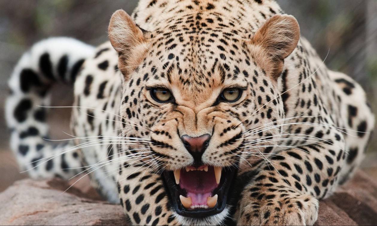 Ο τρόμος παραμονεύει στις φυλλωσιές: Πεινασμένη λεοπάρδαλη έχει γίνει ο «εφιάλτης» των κατοίκων