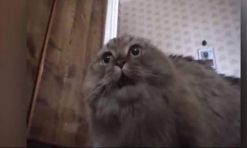 Ξεκαρδιστήκαμε: ΔΕΝ έχετε ακούσει πιο περίεργο νιαούρισμα γάτας!