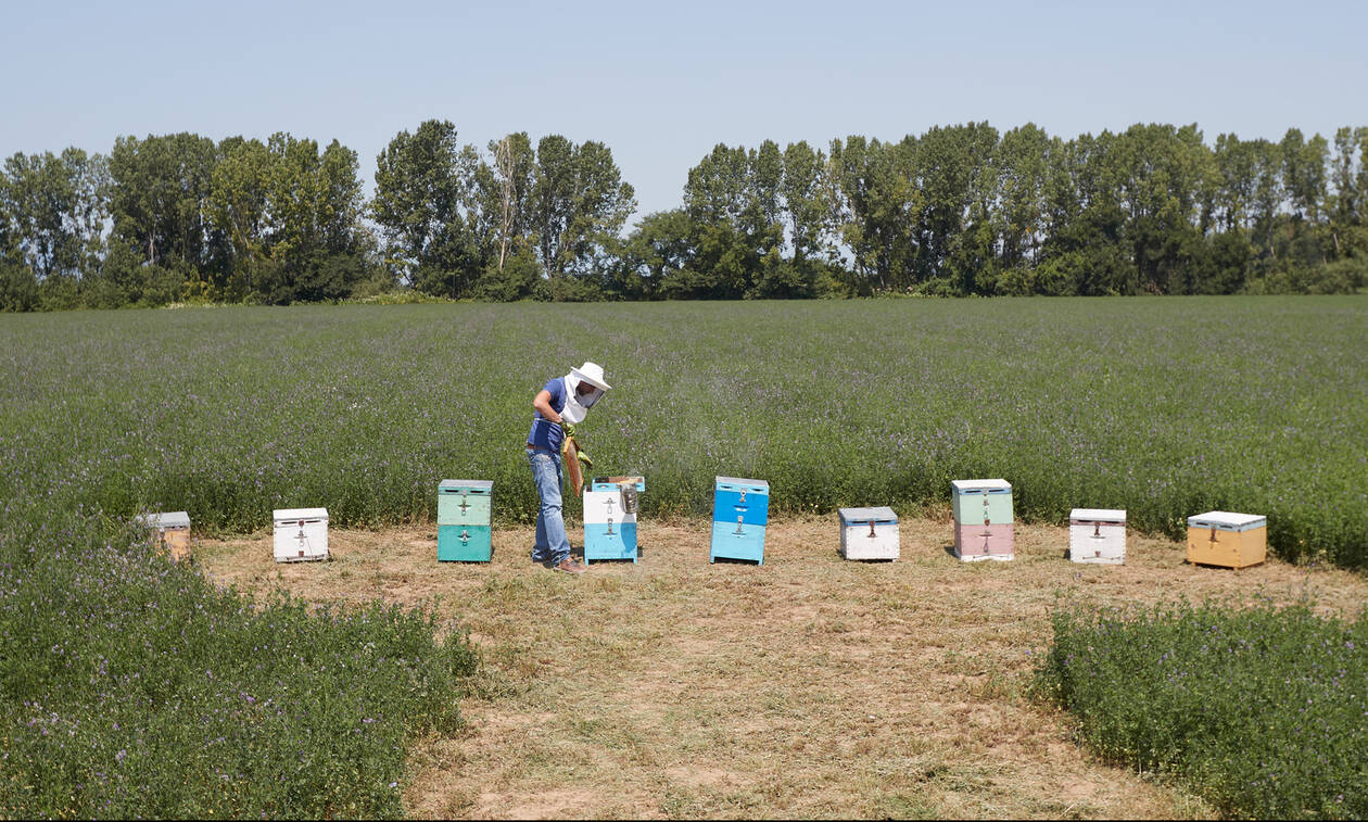 Πότε ξεκινούν οι αιτήσεις  για το εθνικό πρόγραμμα μελισσοκομίας - Τι δικαιολογητικά χρειάζονται