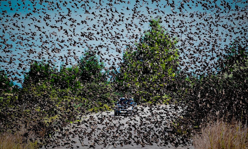 Σπάνιες εικόνες: Σμήνη από αγριοπούλια... κατέλαβαν δρόμο στην Αταλάντη! (pics)