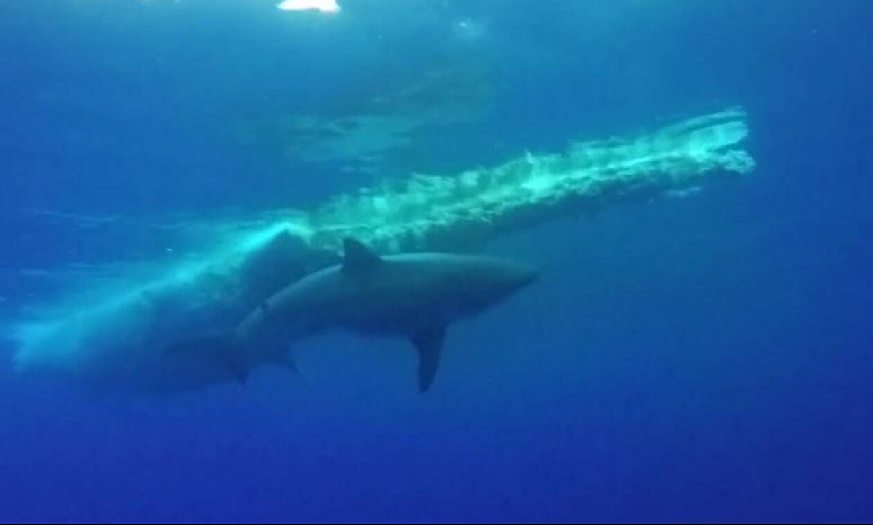 Η συγκλονιστική στιγμή που καρχαρίας τρώει μια φάλαινα στον βυθό (vid)