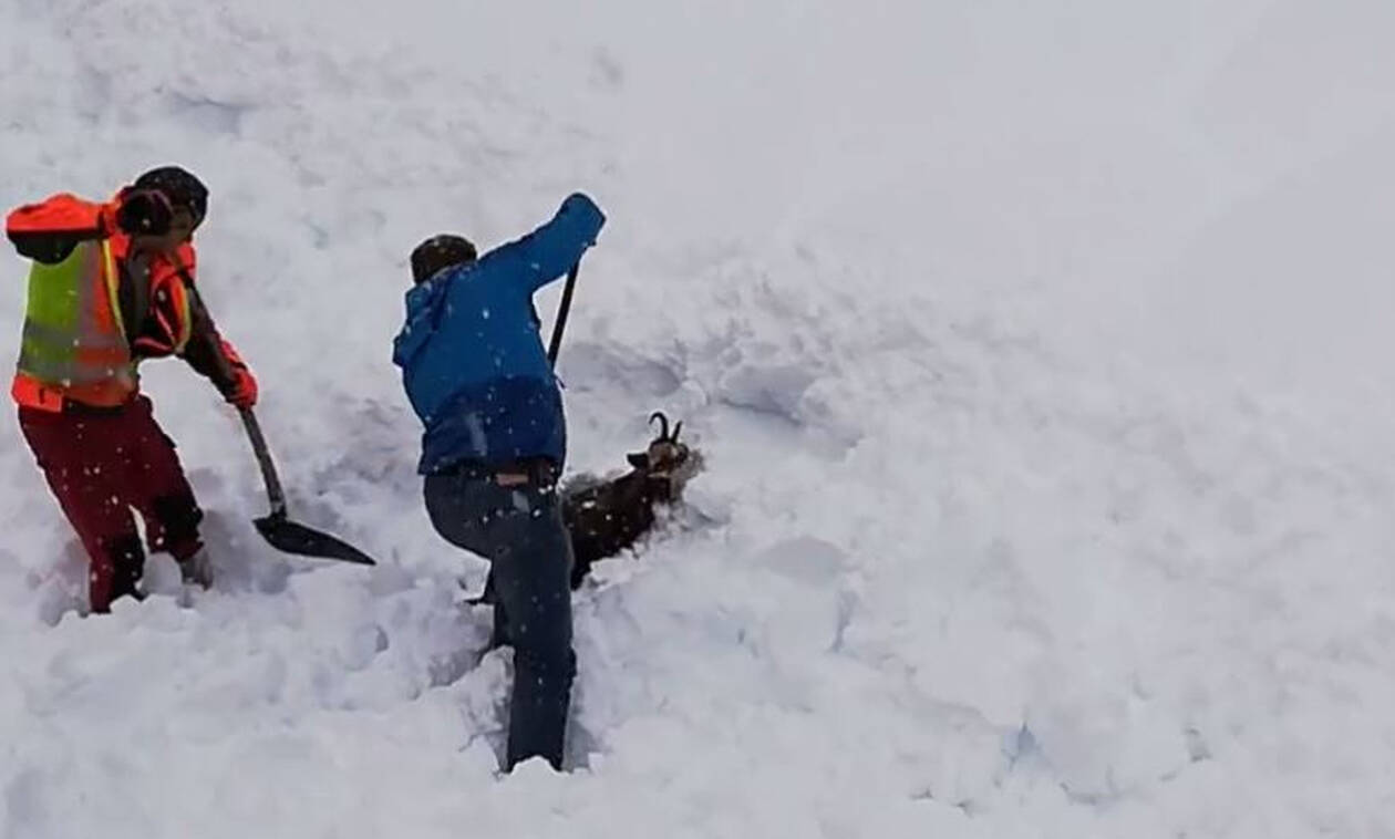 Απίστευτη διάσωση κατσίκας που «θάφτηκε» στο χιόνι (vid)