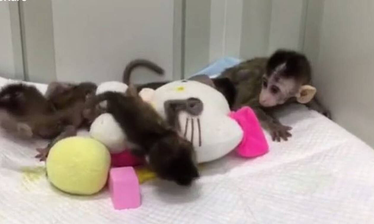 Στην Κίνα κλωνοποίησαν γενετικά τροποποιημένες μαϊμούδες (vid)