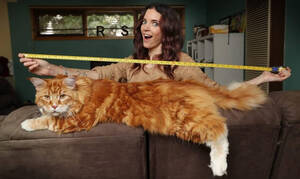 Πήραν ένα γατάκι για συντροφιά αλλά δεν ήξεραν ότι θα εξελιχθεί στη μεγαλύτερη γάτα στον κόσμο (Pic)