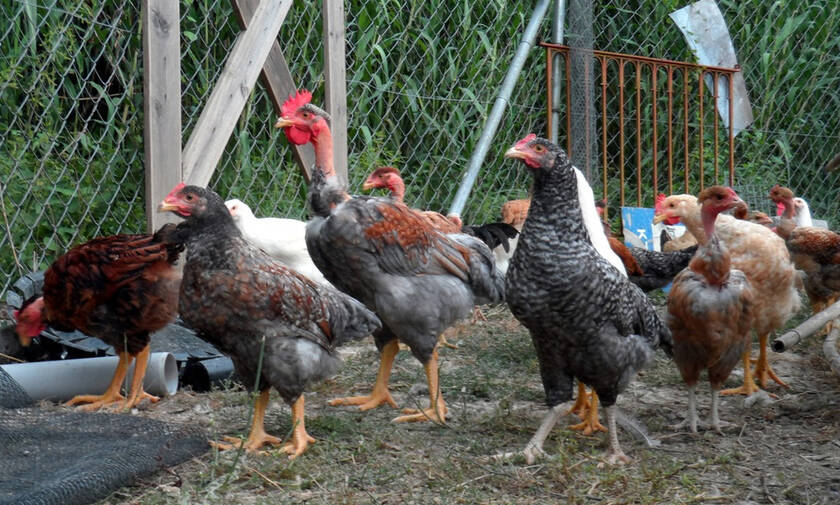 Ζούμε στην «Εποχή του Κοτόπουλου» σύμφωνα με τους επιστήμονες