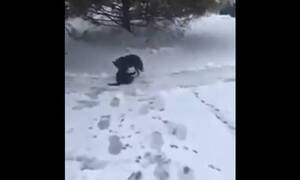Σκύλος - ήρωας έσωσε γάτα από το κρύο! (vid)