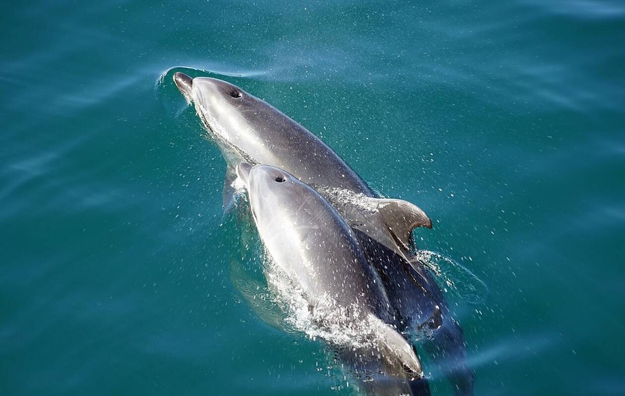 Ναύπακτος: Η διάσωση ενός μικρού δελφινιού (vid)