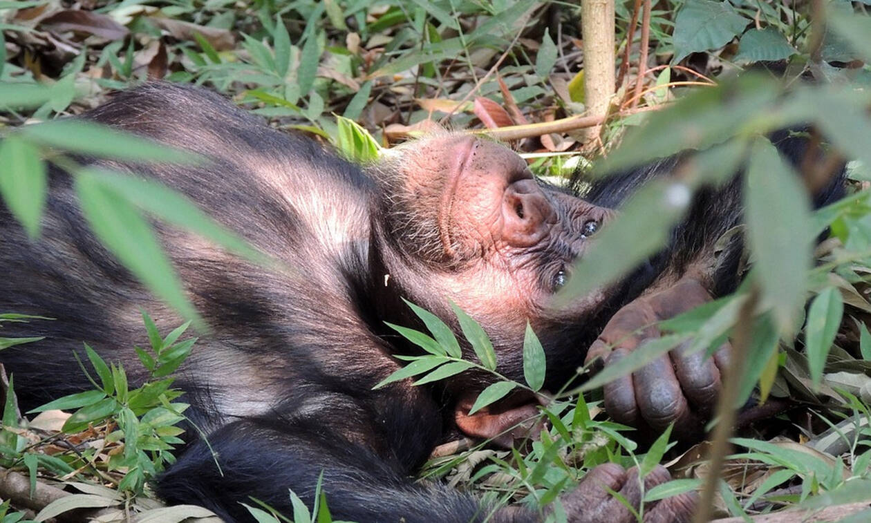Έτριβαν τα μάτια τους! Χιμπατζήδες απέδρασαν από ζωολογικό κήπο με «κινηματογραφικό» τρόπο (pics)